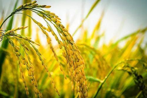 水稻种植的六大要素帮你高产